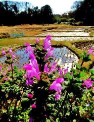 田んぼの手前に鮮やかなピンク色の花を咲かせた野花が咲いている写真