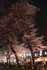 さくらまつりの会場で満開に咲いている大きな桜の木の下で提灯のライトが照らされている中、出店が並び多くの人で賑わっている様子の写真