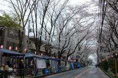 桜並木に沢山の模擬店が出店している写真