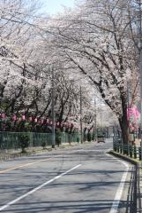 両側の道路脇に綺麗に並んだ桜並木の写真