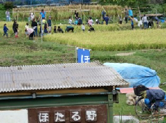 稲穂の実った田んぼの一角で参加者親子が稲刈りをしている様子の写真