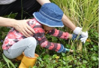 帽子を被った幼い子供が大人の手を借りながら、鎌を使って稲刈りをしている写真