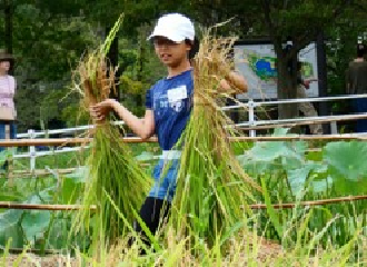 束ねた稲を両手に持って運んでいる参加者の子どもの写真