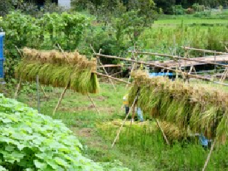 刈り取られた稲が稲架(はさ)に掛けられて、天日干しされている写真