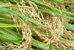沢山のお米が実っている稲穂の写真