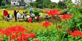 赤い花を咲かせたヒガンバナと田んぼで作業している参加者の写真