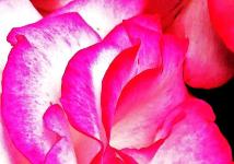 ピンク色のバラの花びらを拡大して撮影した写真