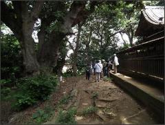 八剱神社の境内裏にある大きなご神木巨木の写真