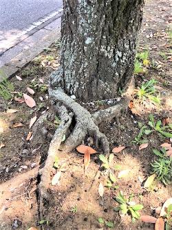 根元に巻き付いている木の枝の写真