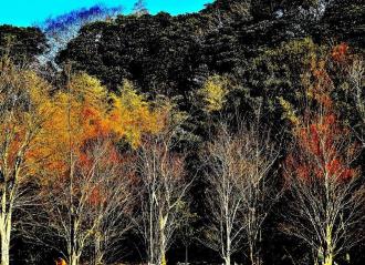 紅葉で木々がオレンジ色や黄色に色づいている山林の「冬色グラデーション」の写真