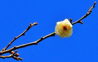 青空の下、伸びた枝に白い梅の花が一凛咲いている梅林公園に白梅一輪の写真