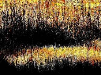 田んぼに雑草が沢山生え、夕暮れ時の日差しで色づいている一幅の水墨画に似た風景の写真