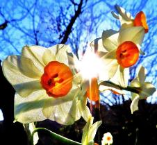 開いた花びらの隙間から太陽の光が差し込んでいる芳香放つ日本水仙の写真