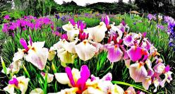 実籾本郷公園の白やピンク、紫色などの色とりどりの花菖蒲が咲いている写真