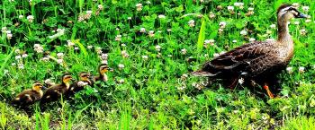 草むらの中にいる親ガモについていくヒナ4羽の写真