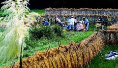 田園で稲架掛けされた稲を脱穀作業する農家の写真