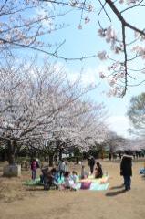 桜が咲く晴れた香澄公園でレジャーシートを敷いてお花見をする方々の写真