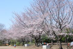 青空のもと枝が高く伸び、満開に咲いている桜の木が並んでいる香澄公園の写真