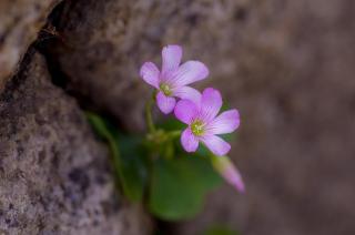 石の隙間からピンク色の小さな花が咲いている写真