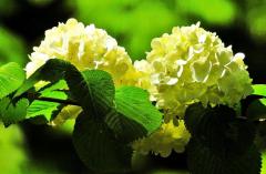 白色の花弁を咲かせたコデマリの花をアップで撮影した写真