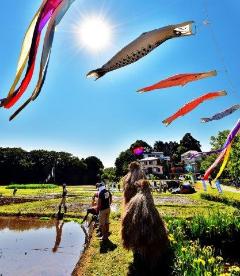 晴天の中、水田の上空で泳ぐ鯉のぼりたちとそれを見る人たちの写真