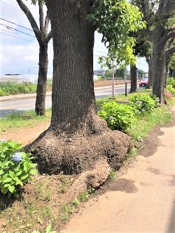 道路脇の散歩道に根太い樹木が立っている様子の写真