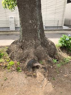 太い根をした樹木をアップで写した写真