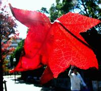 真っ赤に色づいたプラタナスの1枚の葉をアップで写した写真