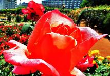 バラ園の赤いバラをアップで写した写真