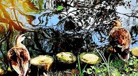 水面に木々が反射して映り、その様子を2匹のカルガモが見ているような様子の写真