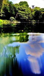 青空や白い雲、池の周りにある木々が、鏡の様に水面に写っている水中模様の写真