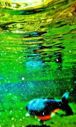 池の中に魚が泳いでおり、草木の緑が映り、透き通った水と魚が綺麗に写っている水中模様の写真