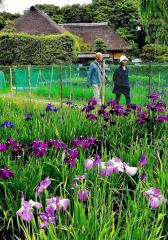 3色の菖蒲の花が咲いている奥で散歩を楽しんでいる人の写真