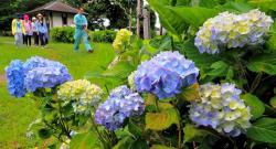 薄青色の紫陽花の花が色づいてきた奥にお花見を楽しんでいる人達の写真
