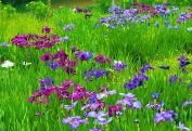 様々な色の花菖蒲が満開に咲き誇っている写真