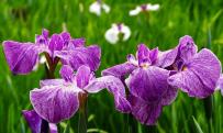 鮮やかな紫色の菖蒲の花をアップで撮影した写真