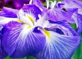 きれいな青紫色の菖蒲の花弁にとまる昆虫をアップで撮影した写真