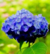 青色に咲く紫陽花の花をアップで撮影した写真