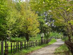 公園内の園路の両側の木々が色づき始めた秋の風景写真