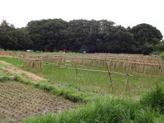 田んぼで、刈り終えた稲を稲干し台に干している様子の写真