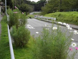 道路沿いに咲いている色々やピンク色のコスモスの写真