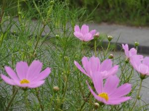 綺麗に咲いているいくつかのピンク色のコスモスの花とつぼみを近くで写した写真