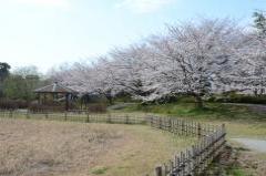 公園内の歩道沿いに綺麗に並んで咲いている桜の写真