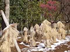 藁に包まれた牡丹にも雪が残っている写真