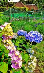 ピンク色や青色の紫陽花の花が咲いている写真