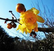 黄色い花をつけたロウバイの木の枝の写真