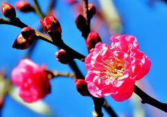 濃いピンク色の花を咲かせた寒紅梅の木の枝の写真