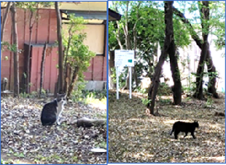 子安神社に居る猫を写した2枚の写真