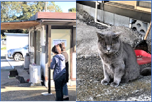 （左）建物前にいる猫を見ている女性の後ろ姿の写真、（右）耳をカットされた灰色の猫の写真