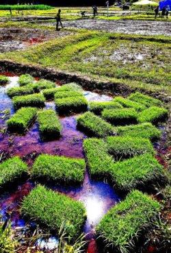 水田にもち米の苗が置かれている写真